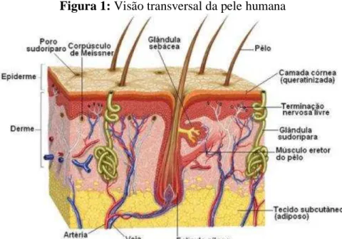 Figura 1: Visão transversal da pele humana 