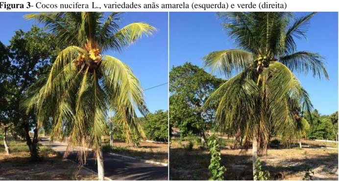 Figura 3-  Cocos nucifera  L., variedades anãs amarela (esquerda) e verde (direita) 