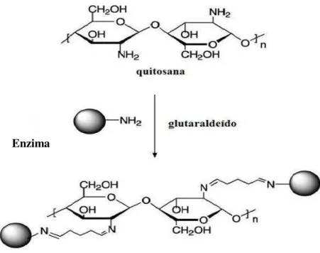 Figura 19. Formação de base de Schiff entre o suporte quitosana ativado com glutaraldeído e o  grupo amino reativo de uma enzima