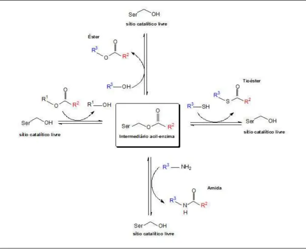 Figura 25. Produtos de reação obtidos em catálises mediadas por lipases em  meios não-aquosos em  função dos aceptores acila