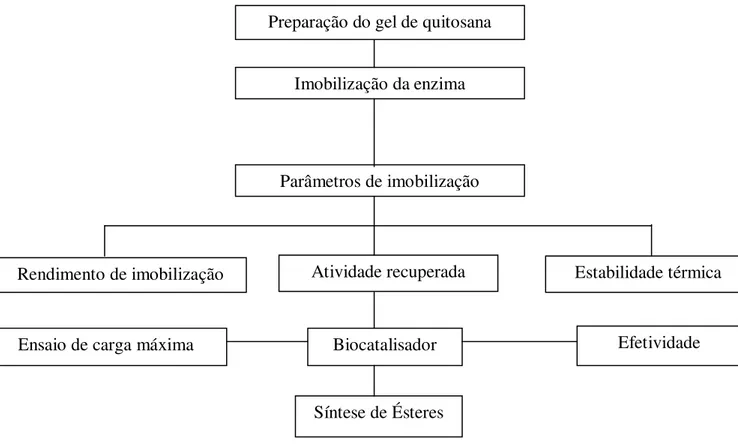Figura 26. Fluxograma das etapas de obtenção, caracterização e seleção do suporte de quitosana 