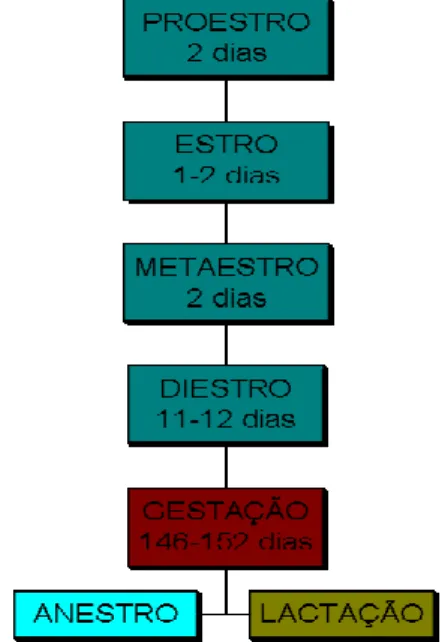 Figura 1- Representação esquemática dos eventos reprodutivos e sua duração média em ovelhas  Fonte: Otto de Sá; Sá (2001) 