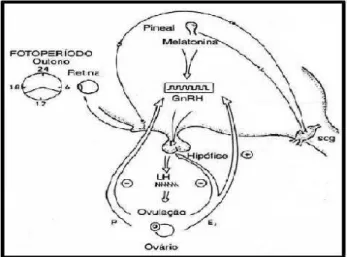 Figura 3. Mecanismo de funcionamento do fotoperíodo. Adaptado de Hafez (2004). 