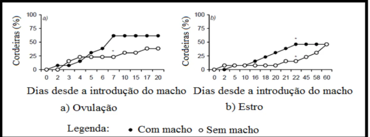 Figura 5.  Estimulação sexual em cordeiras deslanadas com e sem utilização do Efeito Macho  Adaptado de Alvarez e Andrade (2008)