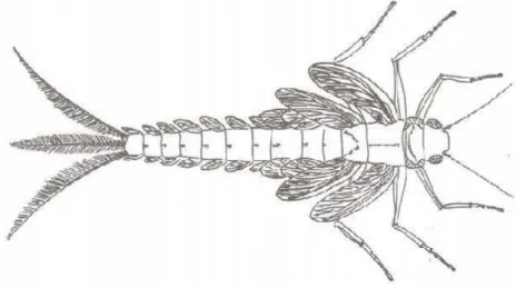 Figura 9 - Ninfa de efemeróptero do Permiano inferior. As asas meso e metatorácicas  eram curvadas para trás, articuladas e provavelmente adaptadas à natação; as pequenas asas  protorácicas estavam já fundidas ao pronoto