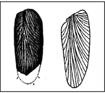 Figura 10 - Comparação entre uma tégmina de Gerablattina permanenta (esquerda) e uma  folha de Neuropteris odontopteroides(direita) 