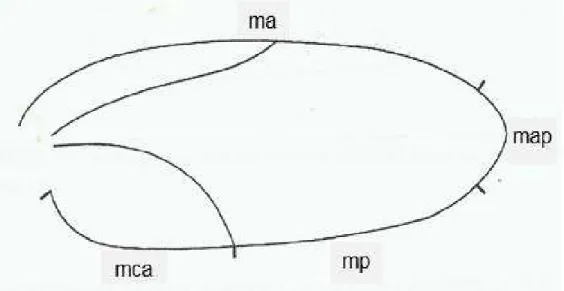 Figura 12 - Desenho esquemático de uma tégmina ressaltando as margens : ma (margem  anterior), map (margem apical), mp (margem posterior) e mca (margem do campo anal)