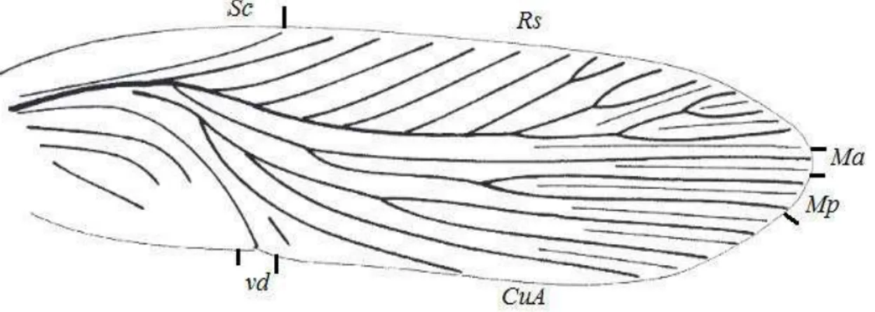 Figura 14 - Tégmina de uma Blattulalangfeldti destacando as nervuras principais. 
