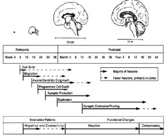 Figura 1 - Etapas de desenvolvimento do cérebro e diferentes janelas de vulnerabilidade: 