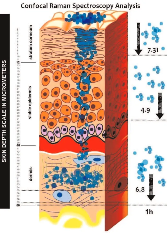 Figure 1 - Skin layer Analysis - Nanoparticles concentration of testosterone on the Stratum corneum, viable epidermis and Dermis.