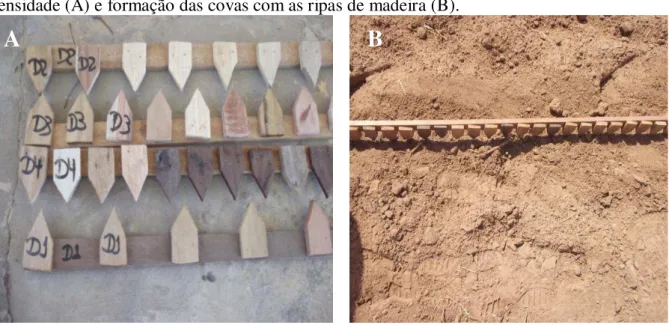 Figura 2.6 - Ripas marcadas e identificadas com o espaçamento entre plantas referente a cada  densidade (A) e formação das covas com as ripas de madeira (B)