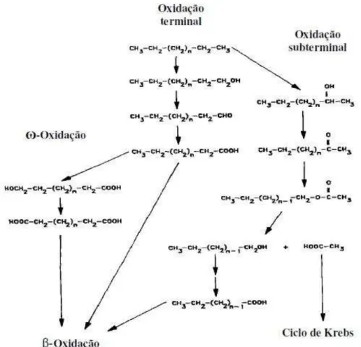 Figura  2:  Rotas  metabólicas  básicas  para  a  degradação  de  n-  alcanos  realizada  por  micro- micro-organismos