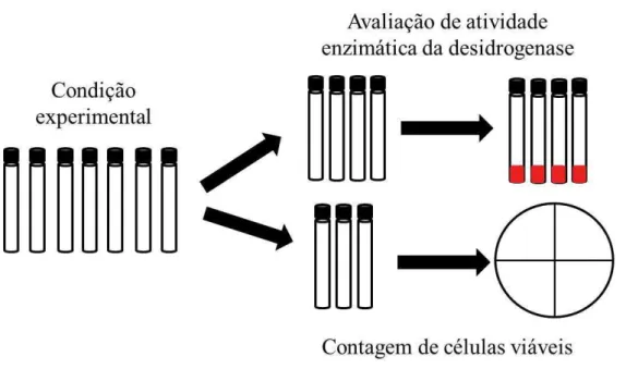 Figura  7:  Esquema  representativo  do  desenho  experimental  utilizado  para  monitorar    biorremediação  de  n -hexadecano  em  microcosmos  de  sedimentos  de  manguezal