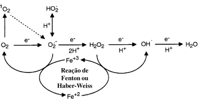 Figura 1 – Interconversão de espécies reativas de oxigênio (ERO) derivadas do oxigênio (O 2 )