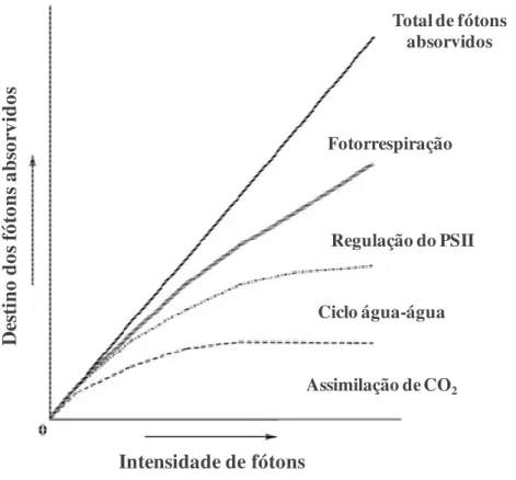 Figura  4  –  Destino  da  energia  dos  fótons  absorvidos  pela  clorofila  nos  cloroplastos  em  várias  intensidades  de  fótons
