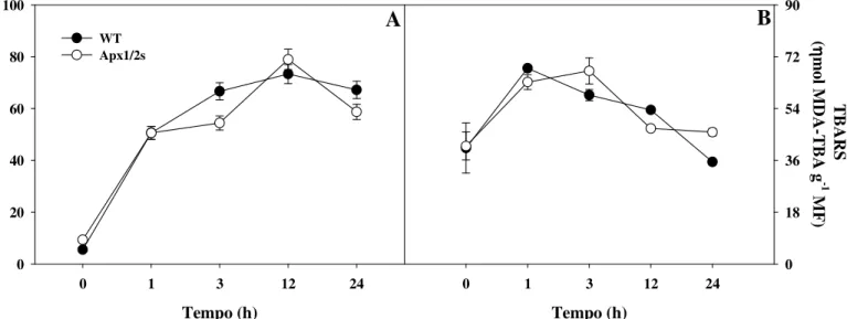 Figura 5 – Vazamento de eletrólitos (A) e peroxidação de lipídios (B) em segmentos de folhas de  arroz tratadas ou não por 24h com metil-viologênio 50 µM