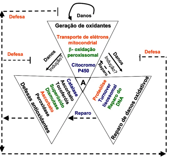 Figura 1. O resultado final do estresse oxidativo é em função de: 1) Geração de  oxidantes; 2) Defesas antioxidantes; 3) Reparo de danos oxidativos