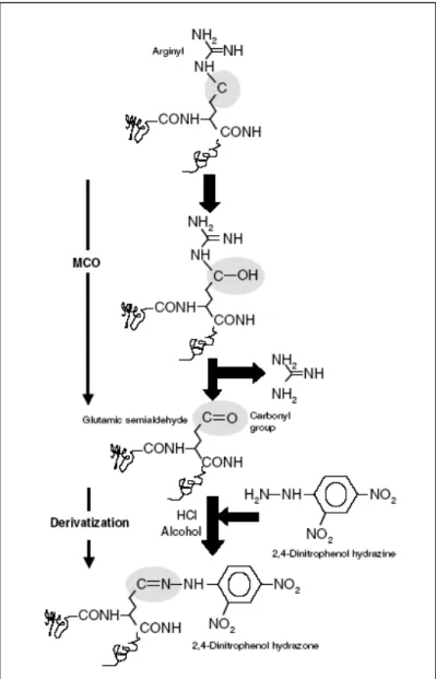 Figura 6. Carbonilação e derivatização de aminoácidos de cadeia lateral de uma  proteína