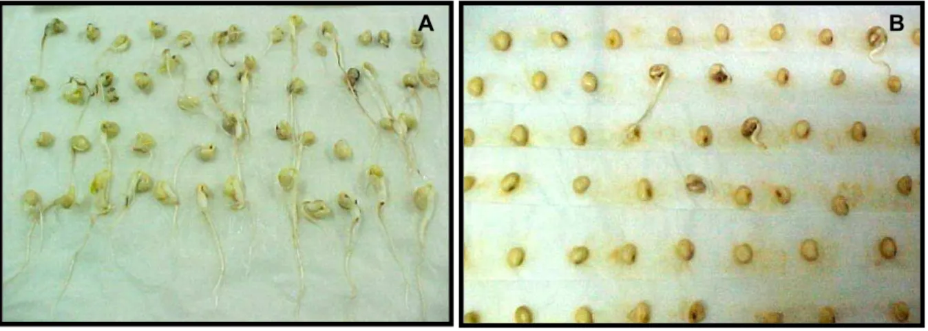 Figura 2.4. Teste de germinação em sementes de feijão-caupi. Teste de germinação em  sementes de Pérola: (A) controle; (B) Sementes envelhecidas artificialmente por 72 h