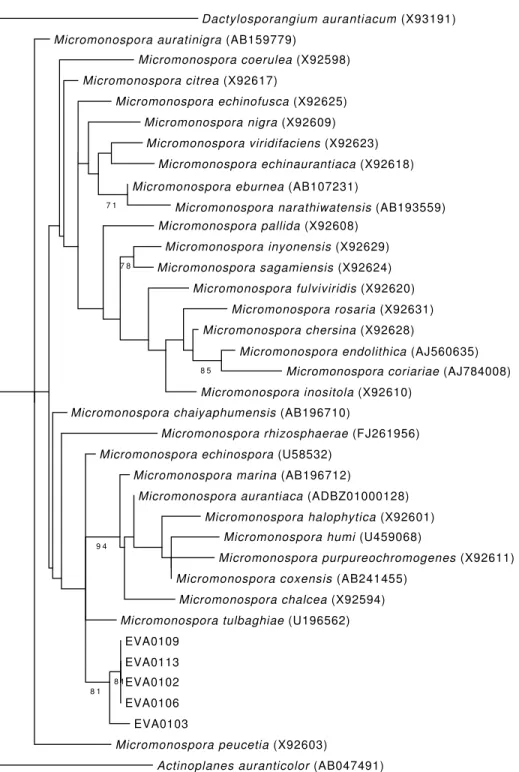 Figure 3. Maximum likelihood tree of the Micromonospora lineages isolated from E. vannamei and most similar species