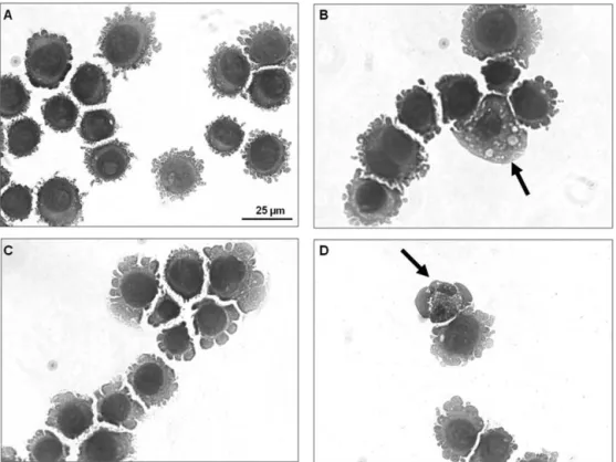 Fig. 3. Effect of leaf essential oil of L. gracilis on cell morphology of human hepatocellular carcinoma HepG2 cells