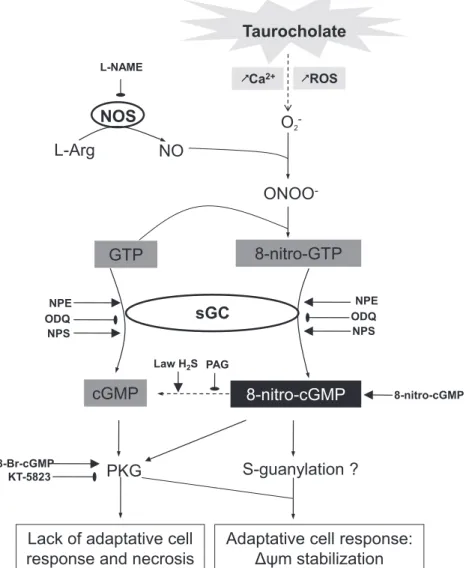 Fig. 7. Schematic diagram of the putative mechanism of action involved in the cytoprotective effect of NPE through stimulation of the sGC/8-nitro-cGMP pathway in pancreatic acinar cells exposed to the bile salt taurocholate