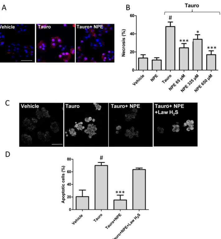 Fig. 4. Necrosis and apoptosis in pancreatic cells subjected to taurocholate are reduced by treatment with NPE