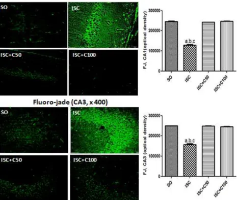 Fig 4: Representative photomicrographs (magnification x400, scale bars=200 µm) of fluoro-jade staining in hippocampal CA1 and CA3 areas