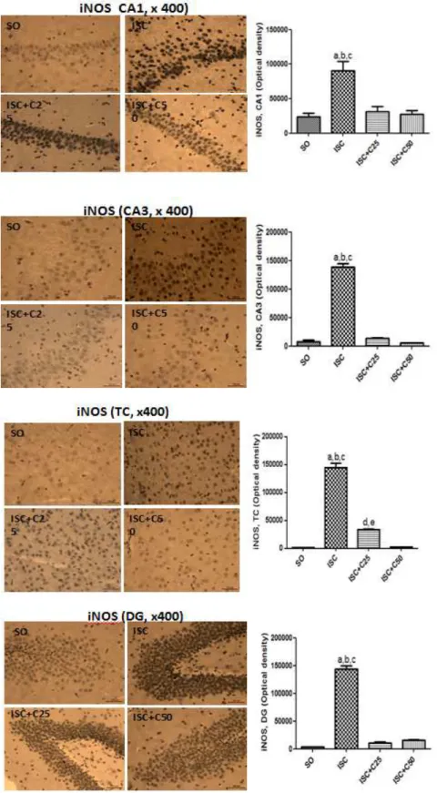 Fig 6: Representative photomicrographs (magnification x400, scale bars=200 µm) of immunostaining for iNOS in hippocampal CA1 and CA3  areas