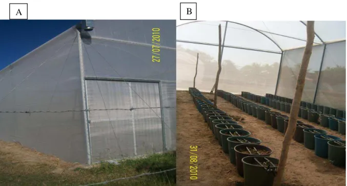 Figura 1  –  Vista externa (A) e interna (B) do ambiente protegido com PEBD e mourões 