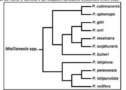 Figura  8  -  Listagem  das  11  espécies  do  grupo  Mollienesia  que  ocorrem  nas  Américas do Norte e Central e as relações familiares existentes entre elas