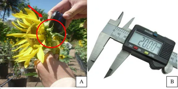 Figura 13 – Medição da altura da planta (A) e paquímetro digital (B) para medição  do diâmetro do caule de girassol