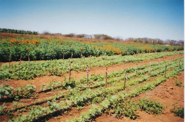 TABELA 3. Espaçamentos e suas respectivas densidades de plantio utilizadas. Limoeiro do  Norte, CE, 2006