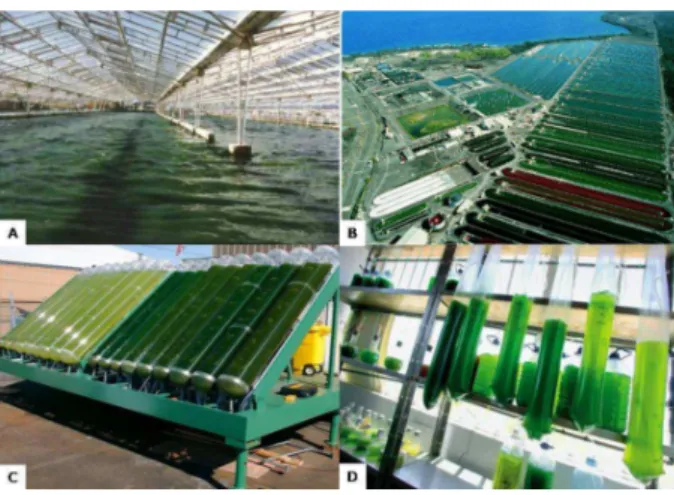 Figura 2 – Exemplos dos diversos tipos de cultivos de microalgas: A- cultivo indoor aberto; B- cultivo outdoor  aberto; C- cultivo outdoor fechado; D- cultivo indoor fechado.