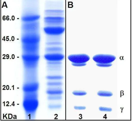 Figura  12  -  Eletroforese  em  gel  de  poliacrilamida  na  presença  de  SDS  e  2- 2-mercaptoetanol  de  farinha  de  sementes  de  Canavalia  maritima  (A)  e  da  lectina  ConM  obtida  durante  duas  diferentes  cromatografias  de  afinidade  (B)