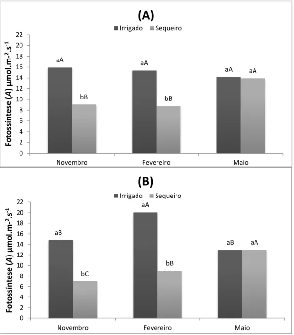 Figura 12 - Taxa fotossintética (A) em seis espécies arbóreas submetidas a condições irrigadas  e de sequeiro em função das épocas nos períodos da manhã (A) e tarde (B)