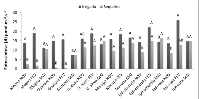 Figura 13 - Taxa fotossintética (A) em seis espécies arbóreas submetidas a condições irrigadas  e  de  sequeiro  nos  meses  de  novembro,  fevereiro  e  maio  no  período  da  tarde