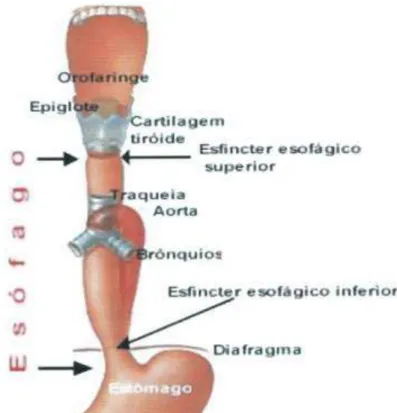Figura 10-   Ilustração da anatomia do trato respiratório superior e sistema digestivo 