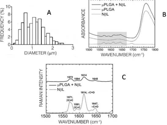 Figure 2. Characterization of the NβL-loaded PLGA microcapsules. (A) Size distribution of 500 microcapsules; (B,C) Respectively, infrared and Raman spectra of pure N β L (dotted line), empty PLGA microcapsules (dashed line) and N β L-loaded PLGA microcapsu