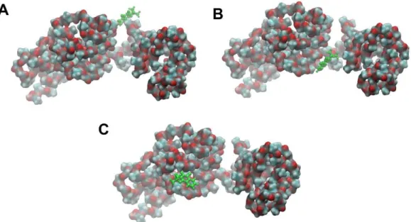 Figure 3. Classical molecular dynamics simulation of a single N β L molecule adsorbed on a PLGA microcapsule surface