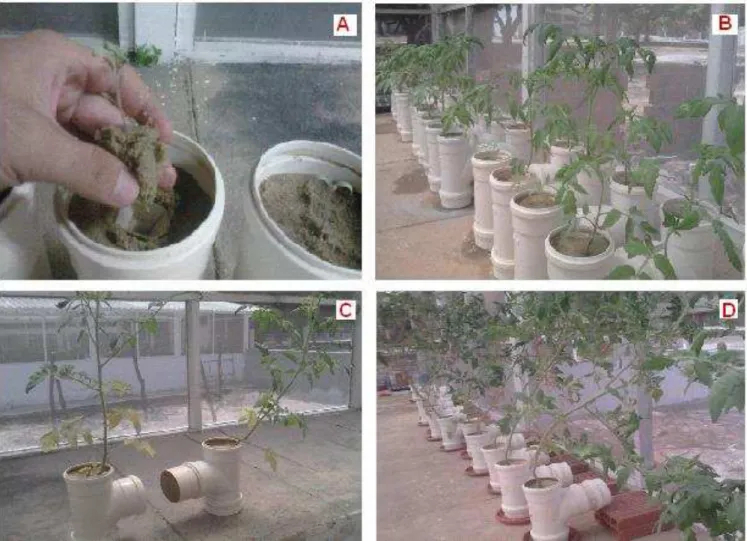 Figura 3  –  (A) Transplantio das mudas de tomateiros para os VDC; (B) Experimento durante a  fase I com plantas emissoras e receptoras nos VDC; (C) Separação dos VDC, dando início à  fase II; (D) Experimento durante a fase II, apenas as plantas  receptora