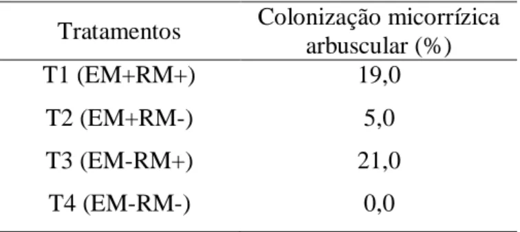 Tabela  5  –   Resultado  da  colonização  dos  FMA  no  córtex  radicular das plantas receptoras