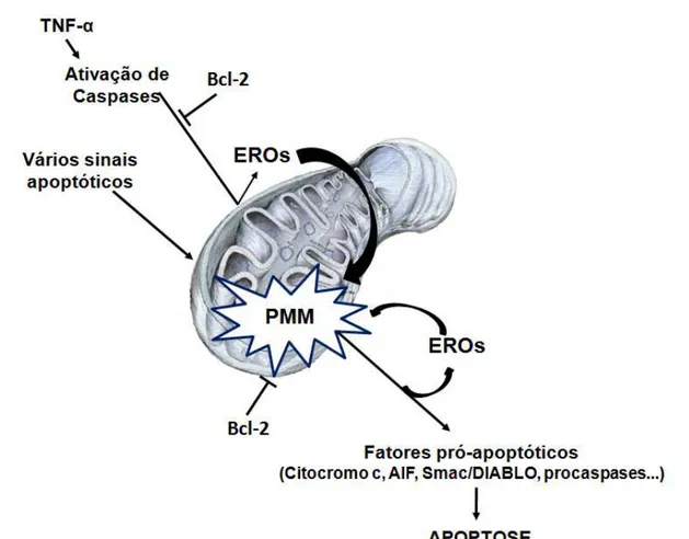 Figura 3 - Modelo esquemático do papel das EROs mitocondrial na apoptose. Diversos  sinais podem levar a apoptose e a indução das vias parece convergir a eventos que levam  ao aumento da permeabilidade da membrana mitocondrial (PMM) e a liberação de fatore