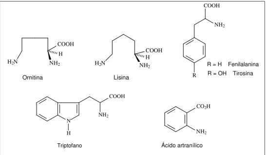 Figura 5 - Aminoácidos precursores de alcalóides 