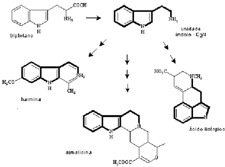 Figura 6- Resumo da biossíntese de alcalóides harmina, ajmalicina, ácido  lisérgico a partir do triptofano 