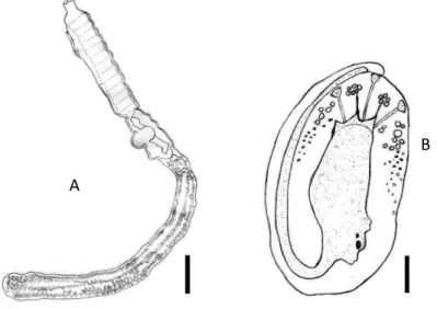 Figura 6  –  A  –  Zooide de Aplidium constellatum. B  –  Larva de Aplidium constellatum
