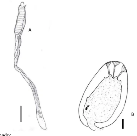 Figura 8  –  A  –  Zooide de Aplidium stellatum. B  –  Larva de Aplidium stellatum. Escala: A = 1 mm; B = 0,1 mm