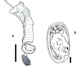Figura 11  –  A  –  Zooide de Polyclinum sp..  B  –  Larva de Polyclinum sp.. Escala: A = 1 mm; B = 0,1 mm
