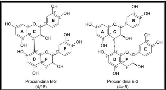 Figura 10 – Exemplos de proantocianidinas tipo B apresentando as ligações 4 β 8 e 4 α 8 entre  as unidades monoméricas