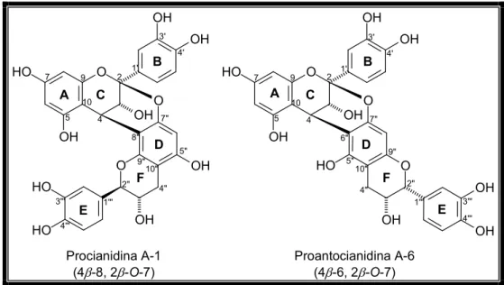 Figura  11  –  Exemplos  de  proantocianidinas  tipo A  apresentando  as  ligações  (4 β →8,  2 β → →7) e (4 β →6, 2 β → →7) entre as unidades monoméricas
